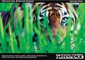 Print ad # 341873 for Greenpeace Poster contest 2014: Campaign for the protection of the Sumatra Tiger contest
