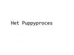 Company name # 1062356 for Name for a Dutch dog training center contest