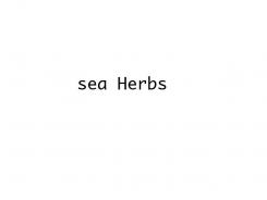 Company name # 1203553 for Brand name for seasonings based on seaweed contest