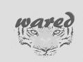 Logo design # 136554 for Logo Tiger head on fire + text 