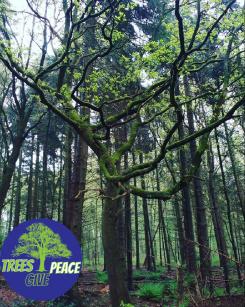 Logo & stationery # 1032289 for Treesgivepeace contest