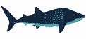 Logo design # 602034 for silhouette drawing of a whale shark contest