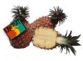 Logo # 36625 voor logo voor Ghanees ananas produktie en export bedrijf wedstrijd