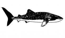 Logo design # 604452 for silhouette drawing of a whale shark contest