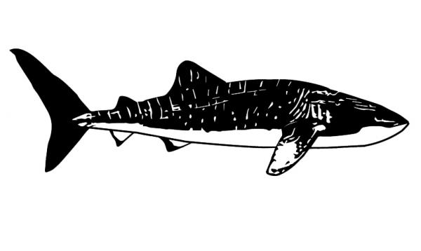 Designs by pronus - silhouette drawing of a whale shark