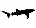 Logo design # 602113 for silhouette drawing of a whale shark contest