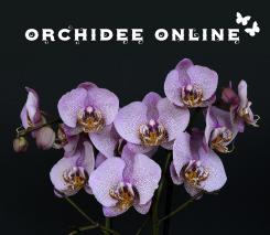 Logo & Huisstijl # 1135403 voor Logo   huisstijl voor orchideeen webshop wedstrijd